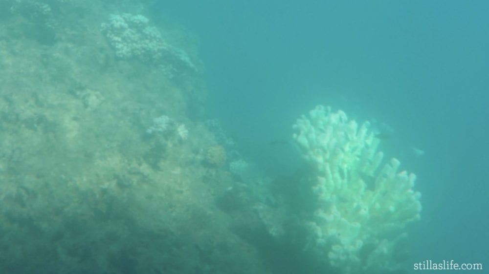 The semi-submarine gets up close to lots of coral and fish