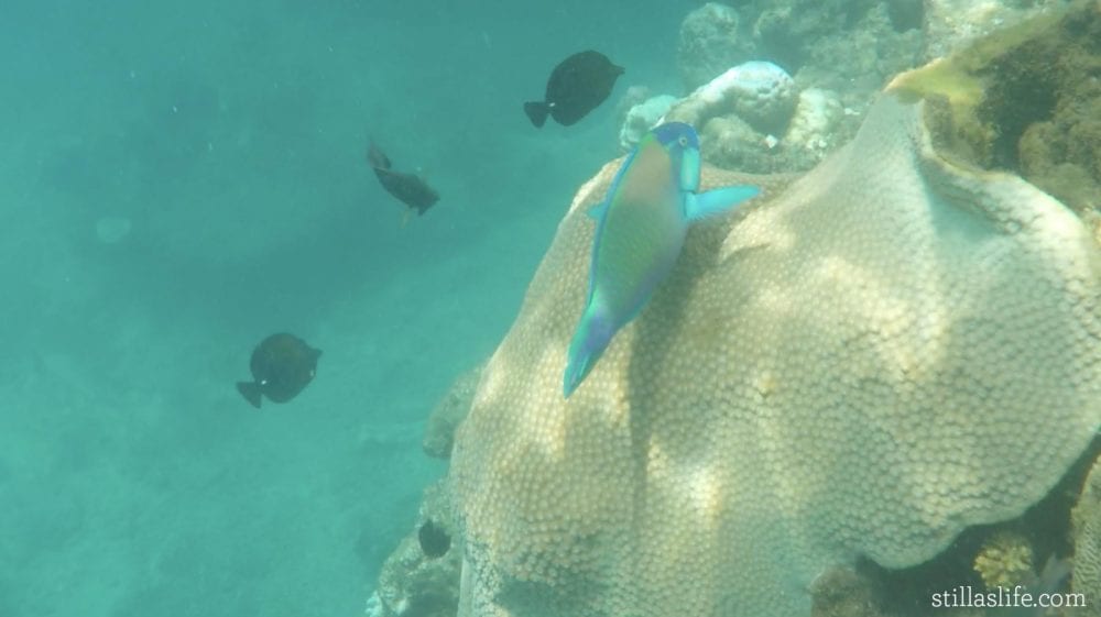 One of the parrot fish we found on the guided snorkel tour