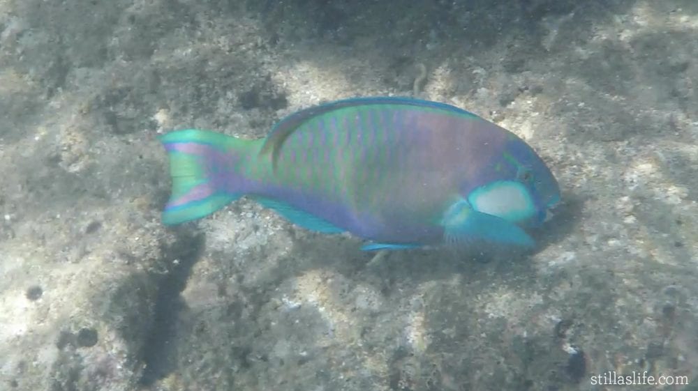 Up close with a parrot fish