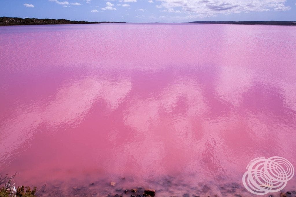 The pink coloured Lake Gregory in Western Australia