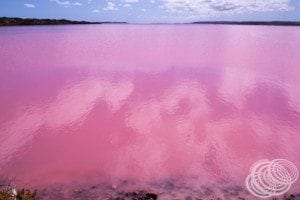 The pink coloured Lake Gregory in Western Australia