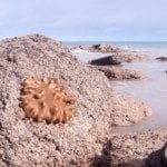 Some kind of coral or creature on a rock at Gantheaume Point
