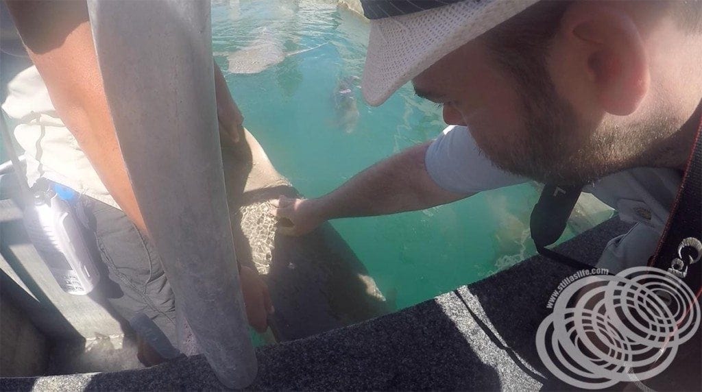 Matt giving a grey nurse shark a scratch
