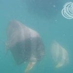 Some of the giant bat fish