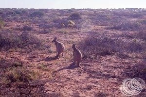 Kangaroo's at the Osprey Sanctuary Zone