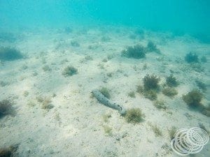 A lone sea cucumber at Sandy Bay