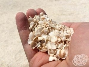 Shells everywhere!