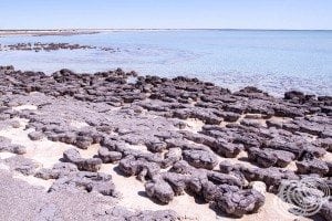 Exposed stromatolites