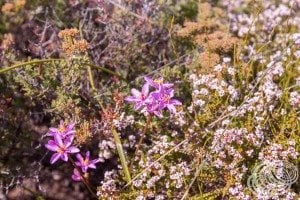 Wildflowers at Red Bluff