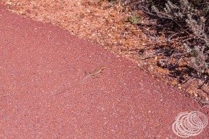 A lizard on the path at Eagle Gorge