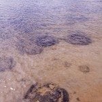 I am pretty sure these ones are stromatolites