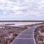 The boardwalk joins on to the loop walking track