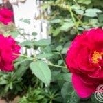Roses in the rose garden