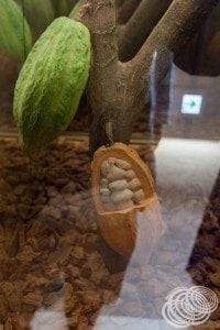 Cocoa Pods