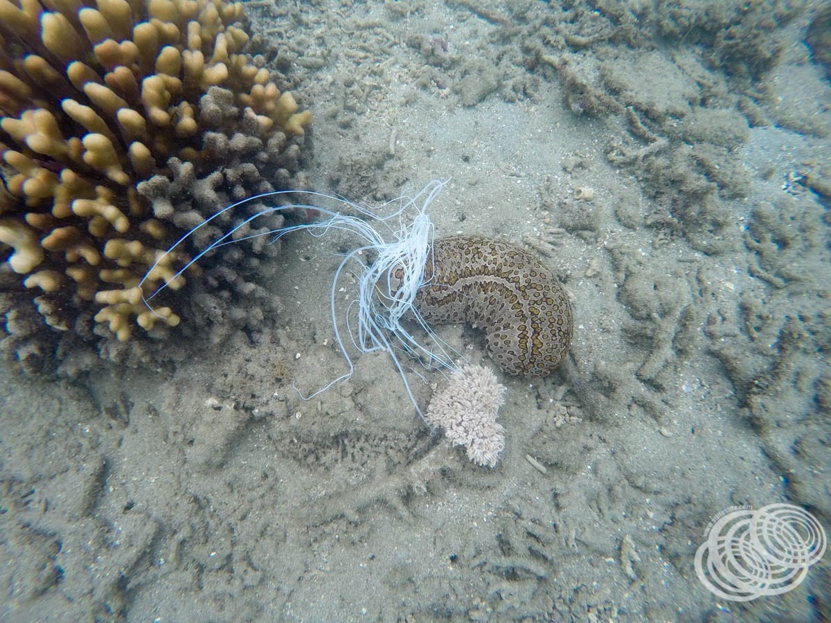 A sea cucumber that was feeling threatened by some careless swimmers.