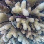 A little crab was hiding in this coral.