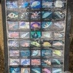 Some of the fish you can see.