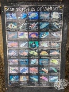 Some of the fish you can see.