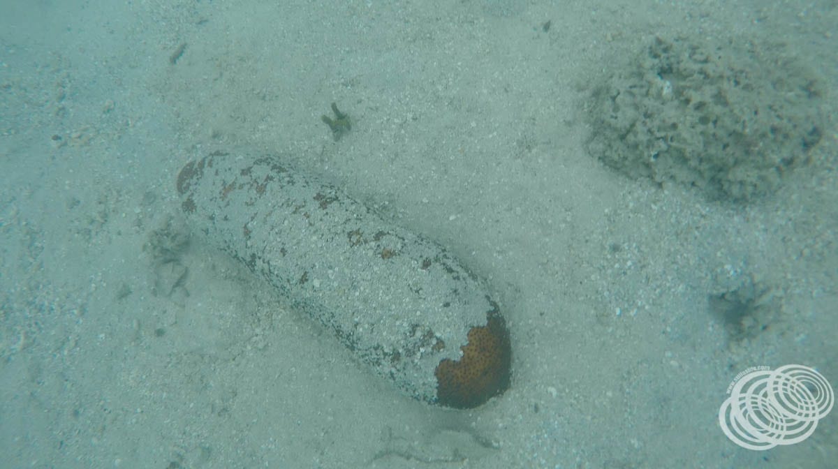 One of the red sea cucumbers we spotted.
