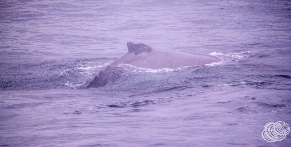 A closer look at a humpback whale