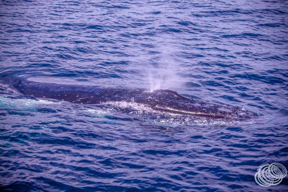 A humpback whale spout