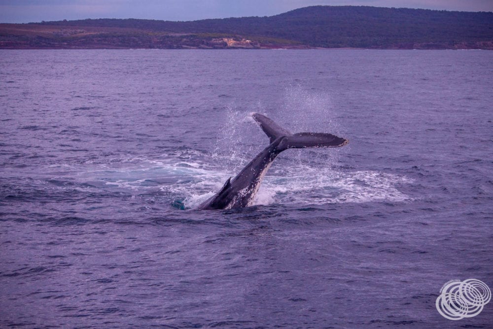 A humpback whale tail