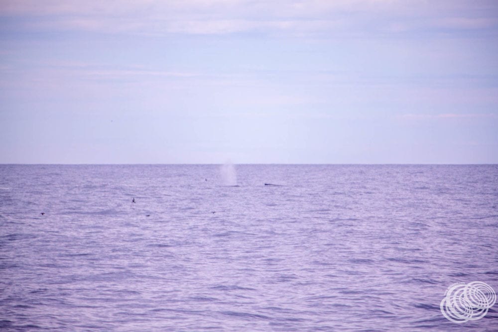 Our first whale sighting