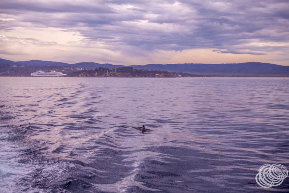 Dolphins joined us on our way out of Twofold Bay.