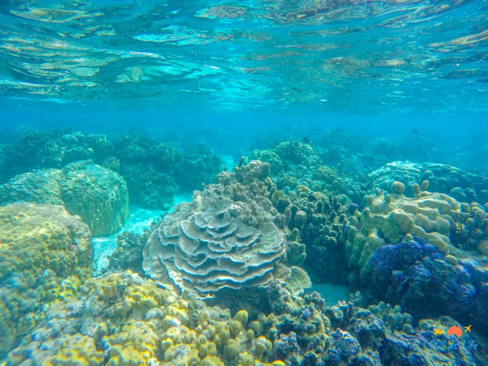 Snorkelling in Bora Bora