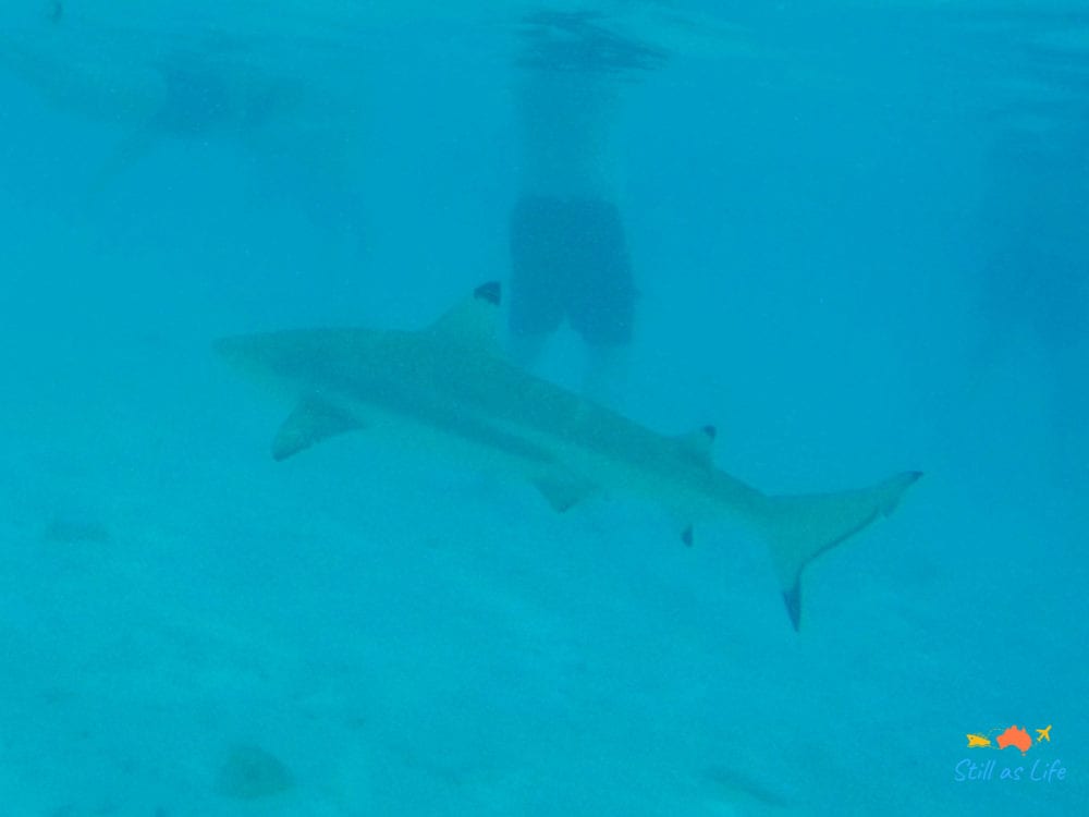 Swimming with Sharks at Bora Bora
