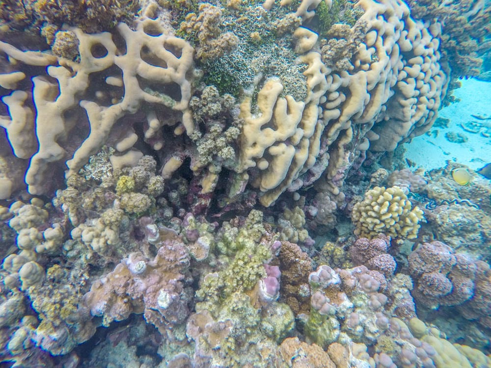 Coral at Bora Bora