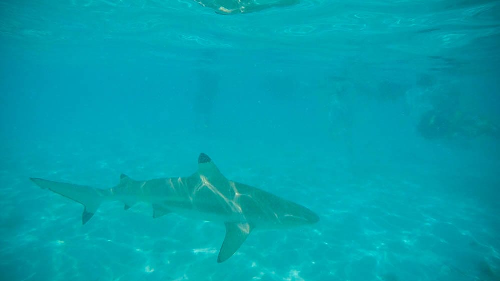A shark at Bora Bora