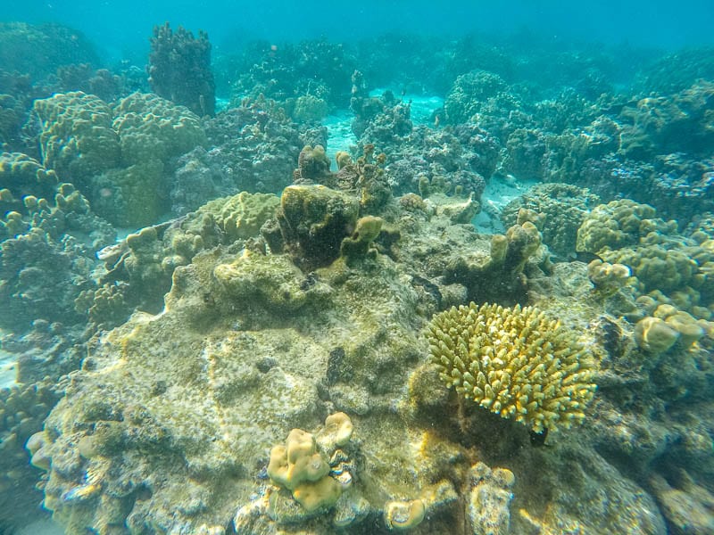 Snorkelling at Bora Bora