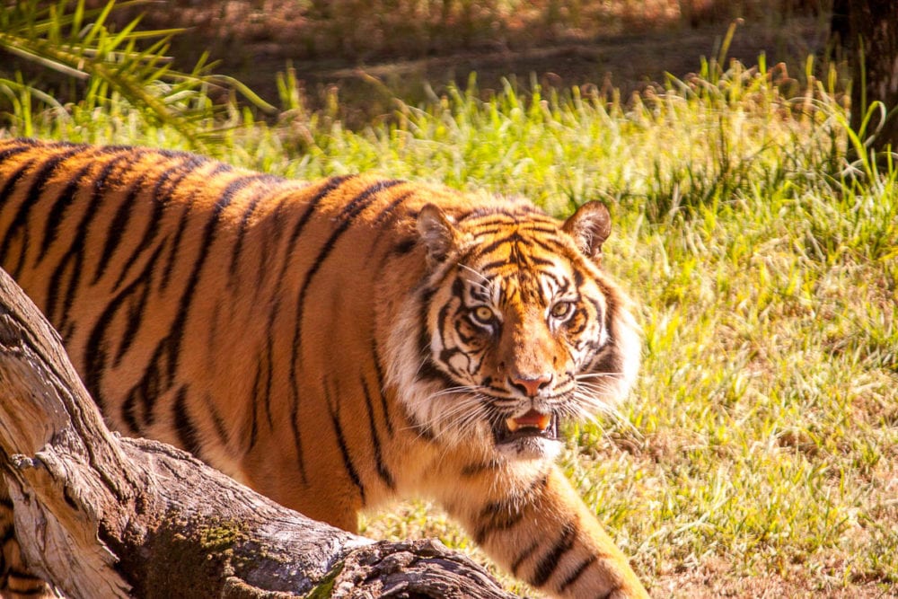 Tiger at Dubbo Zoo