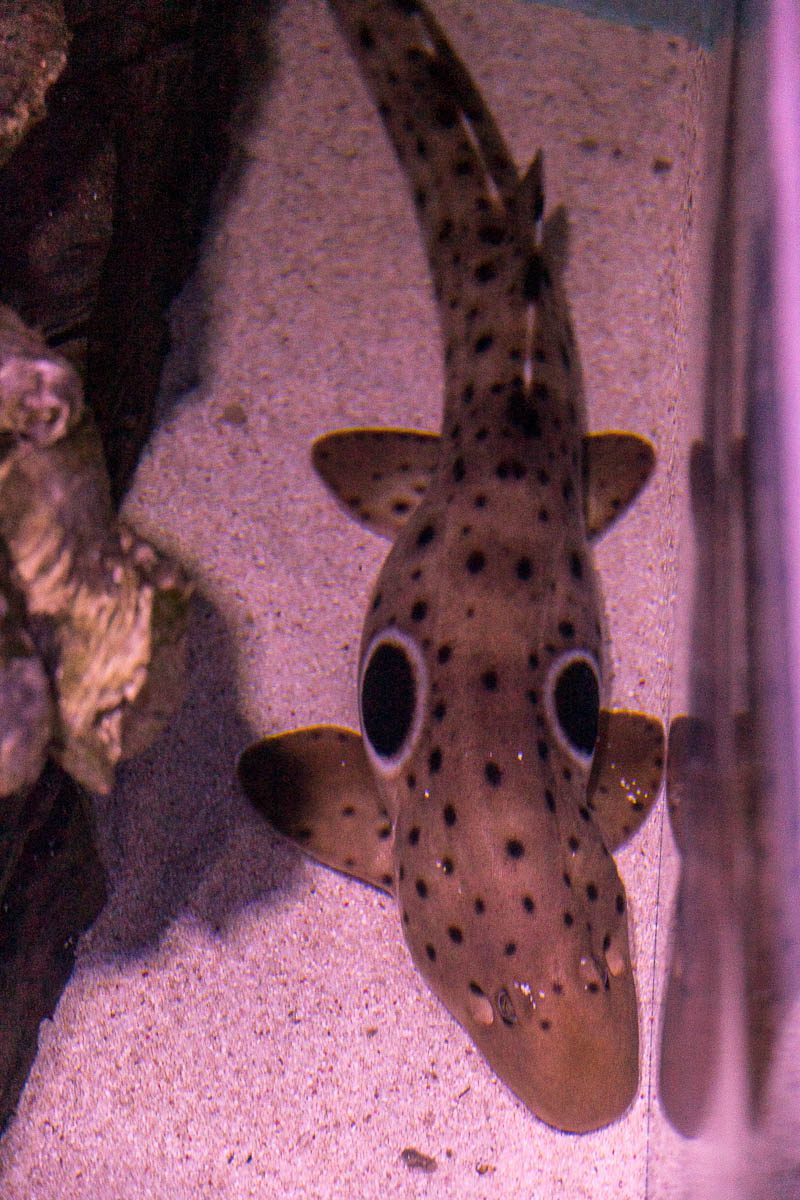 Cairns Aquarium Review & Photo Tour | Still As Life
