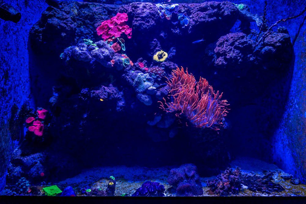 Bioluminescence Display at Cairns Aquarium
