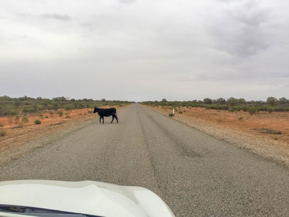 Black Cow on the Road