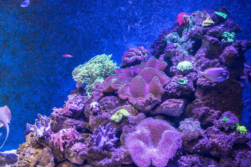 Colourful Coral