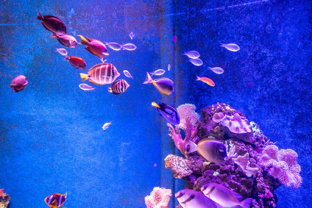 Colourful Fish & Coral