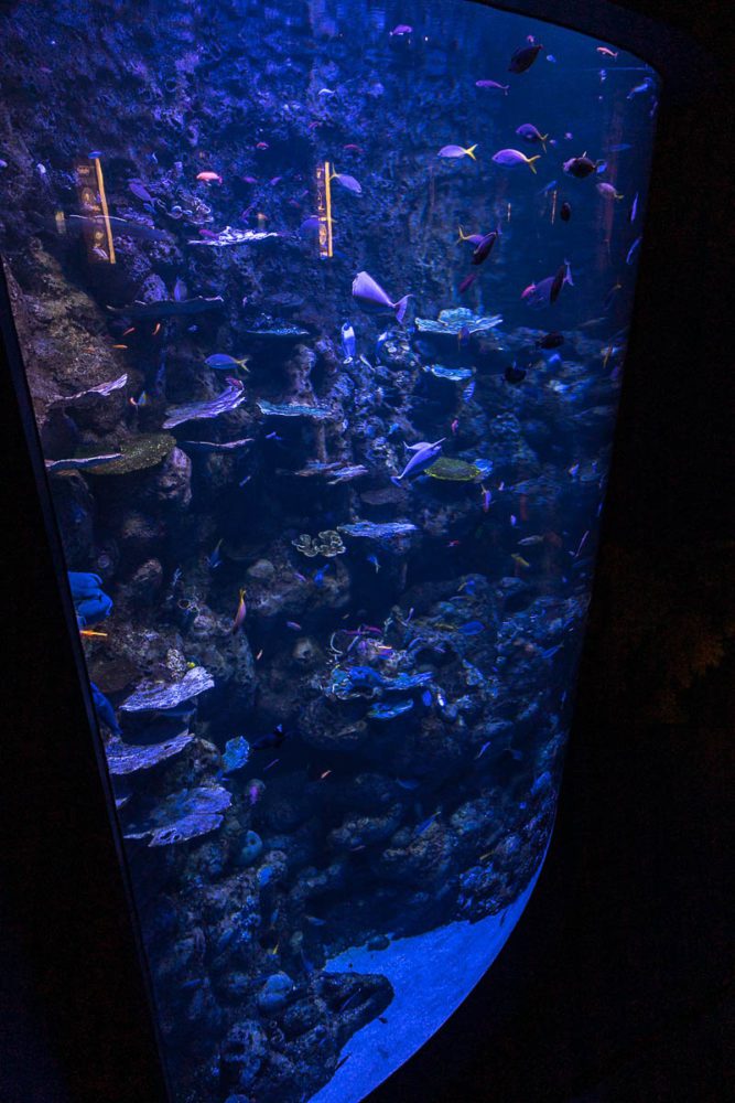 Looking down at the Deep Reef Tank from the upper level