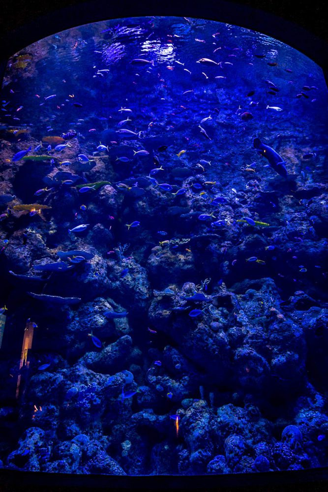 Deep Sea Reef Lower