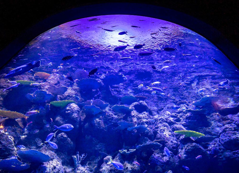 Deep Sea Reef Lower - Cairns Aquarium Review