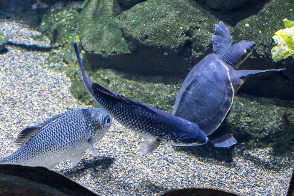 Freshwater Fish and a Pig-Nosed Turtle at Cairns Aquarium