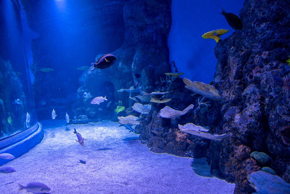 Fish in the Oceanarium