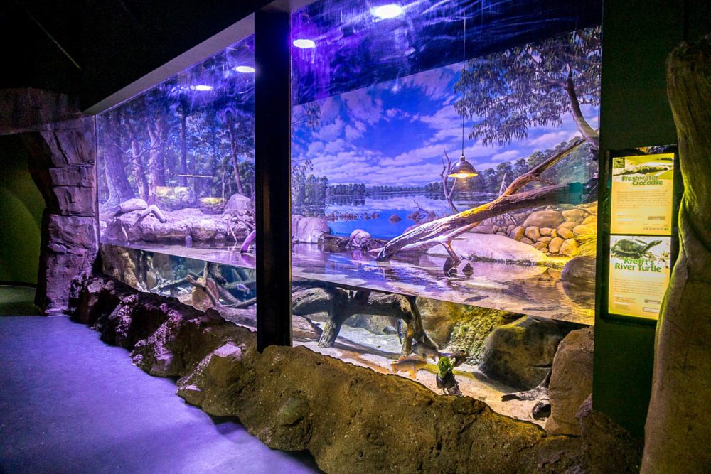 The Freshwater Crocodile Terrarium