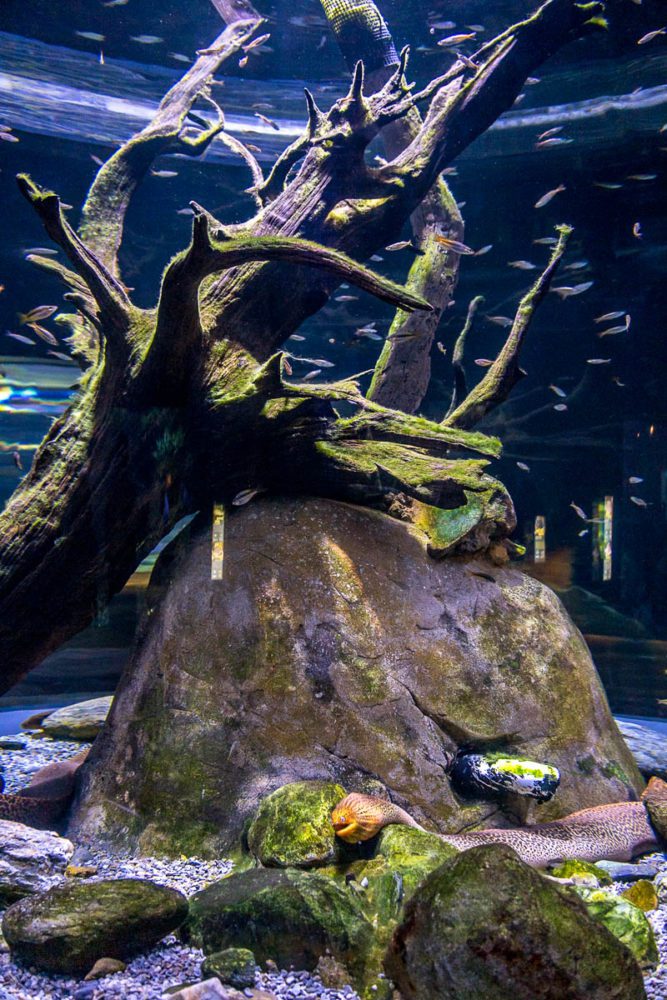 Freshwater Moray Eel at Cairns Aquarium