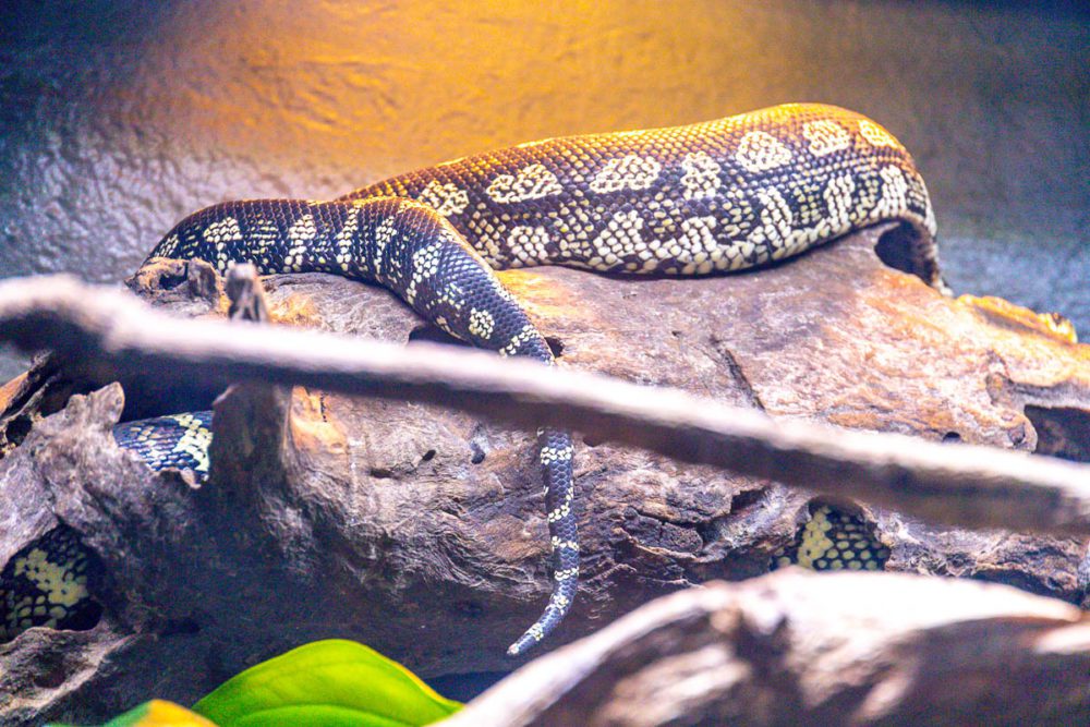 A Jungle Carpet Python