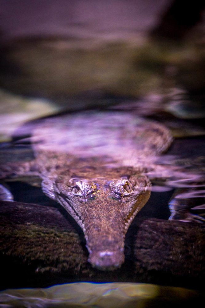Juvenile Freshwater Crocodile