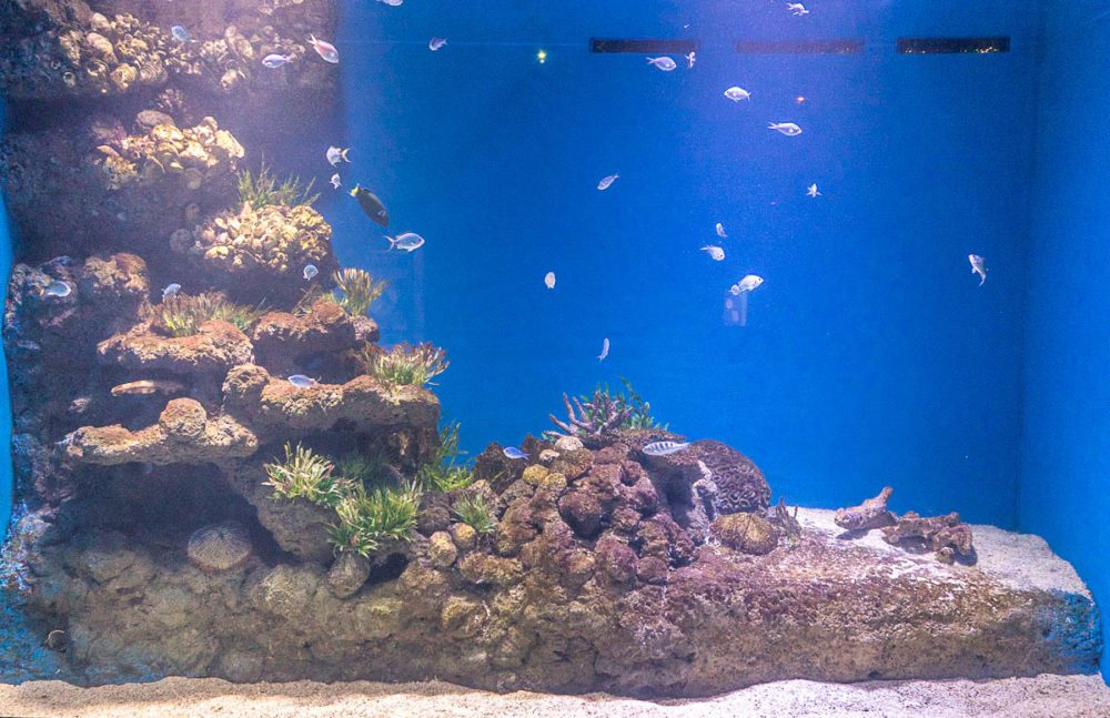 Reef Fish at Cairns Aquarium