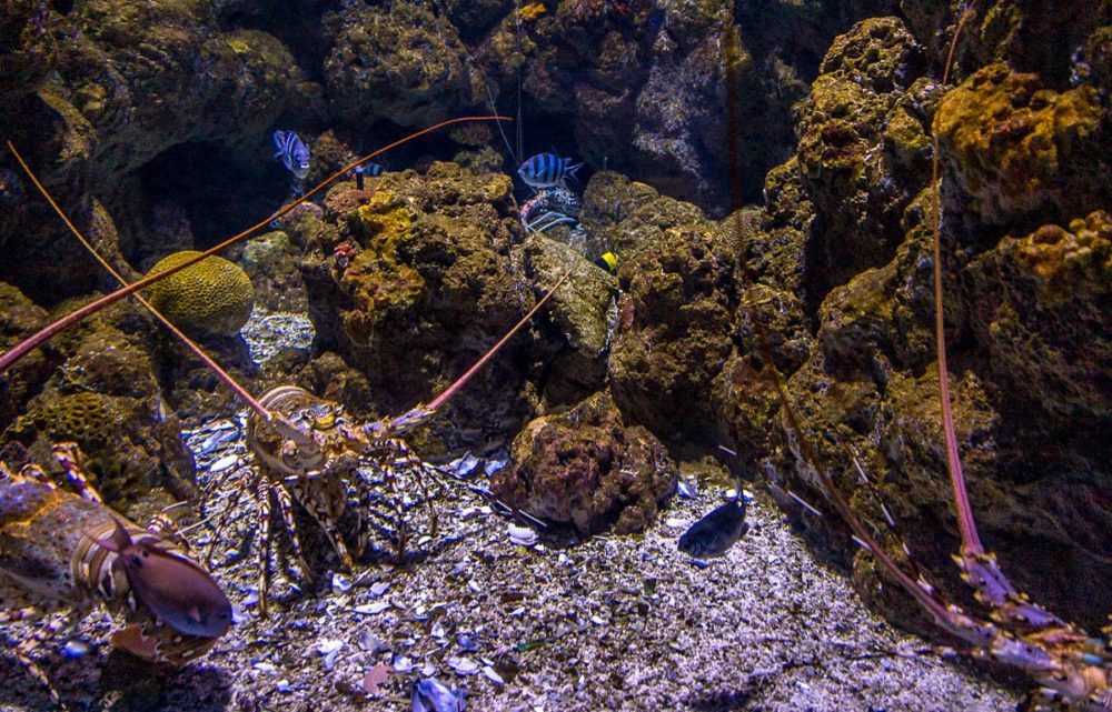 Warm Water Lobsters at Cairns Aquarium